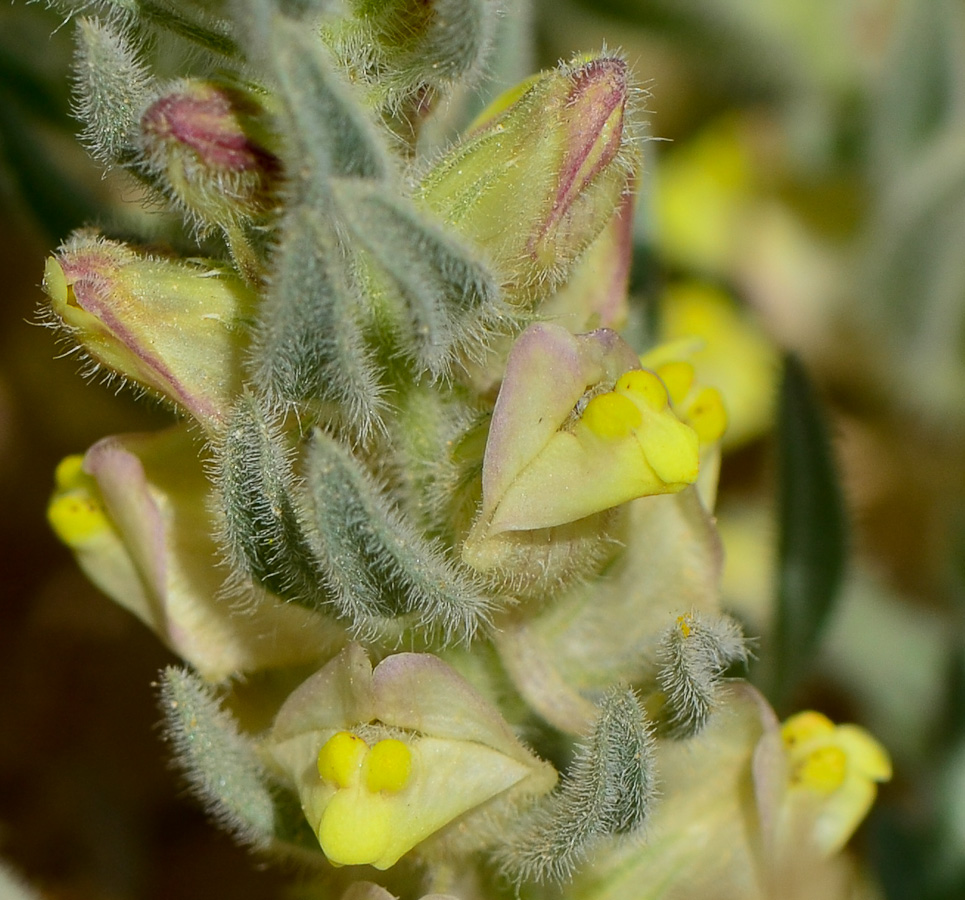 Image of Kickxia floribunda specimen.