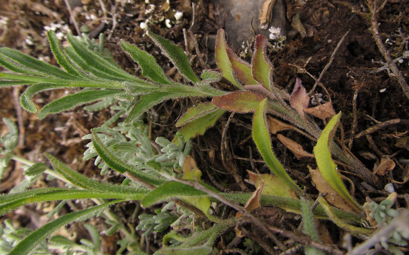 Image of Campanula rotundifolia ssp. hispanica specimen.