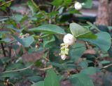 Symphoricarpos albus variety laevigatus. Соцветие с цветком, недавно завязавшимися и зрелыми плодами. Южный берег Крыма, г. Ялта, в культуре. 19 июля 2012 г.