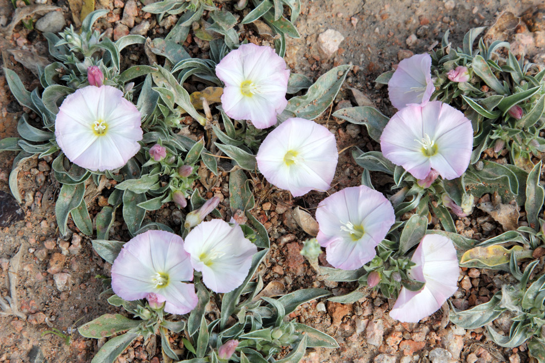 Image of Convolvulus lineatus specimen.