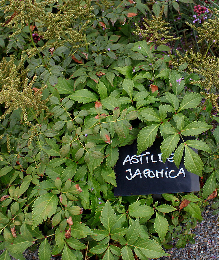 Image of Astilbe japonica specimen.