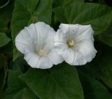 Calystegia sepium. Цветки. Московская обл., Раменский р-н, окр. дер. Хрипань, садовый участок. 07.08.2012.