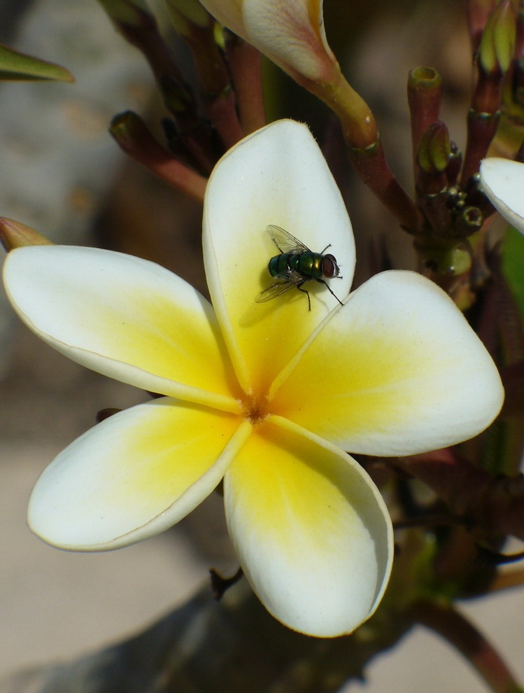 Image of Plumeria rubra var. acutifolia specimen.