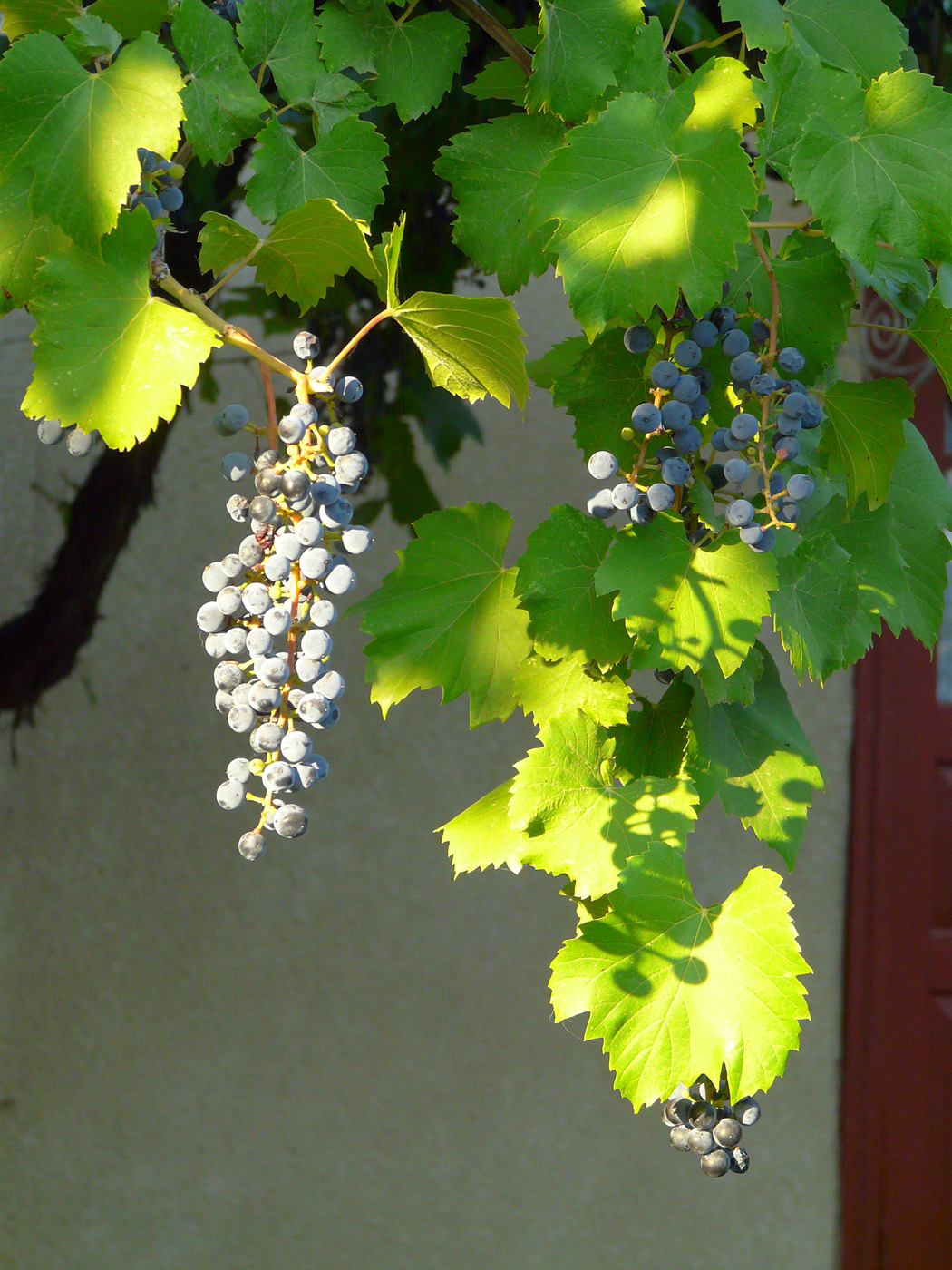 Image of Vitis &times; bacoi specimen.