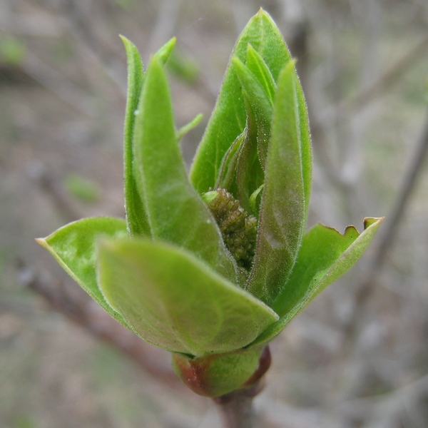 Изображение особи Syringa josikaea.