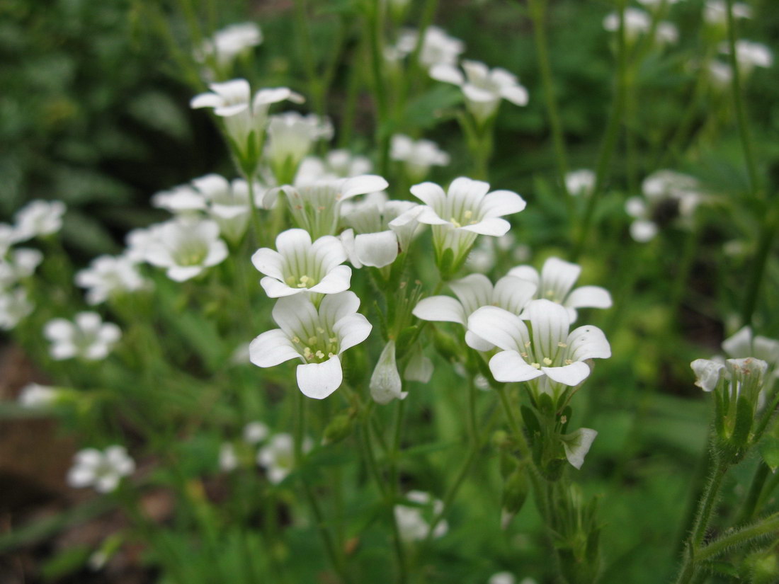 Image of Saxifraga irrigua specimen.