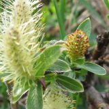 View full-size image Salix apoda