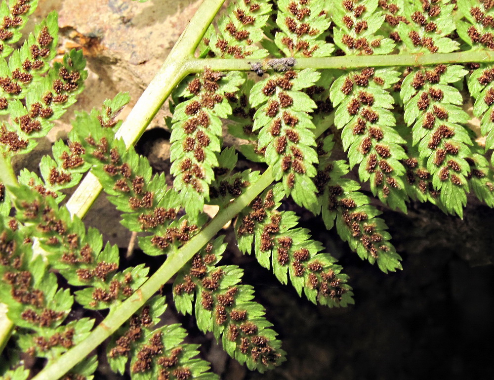 Image of Athyrium monomachii specimen.