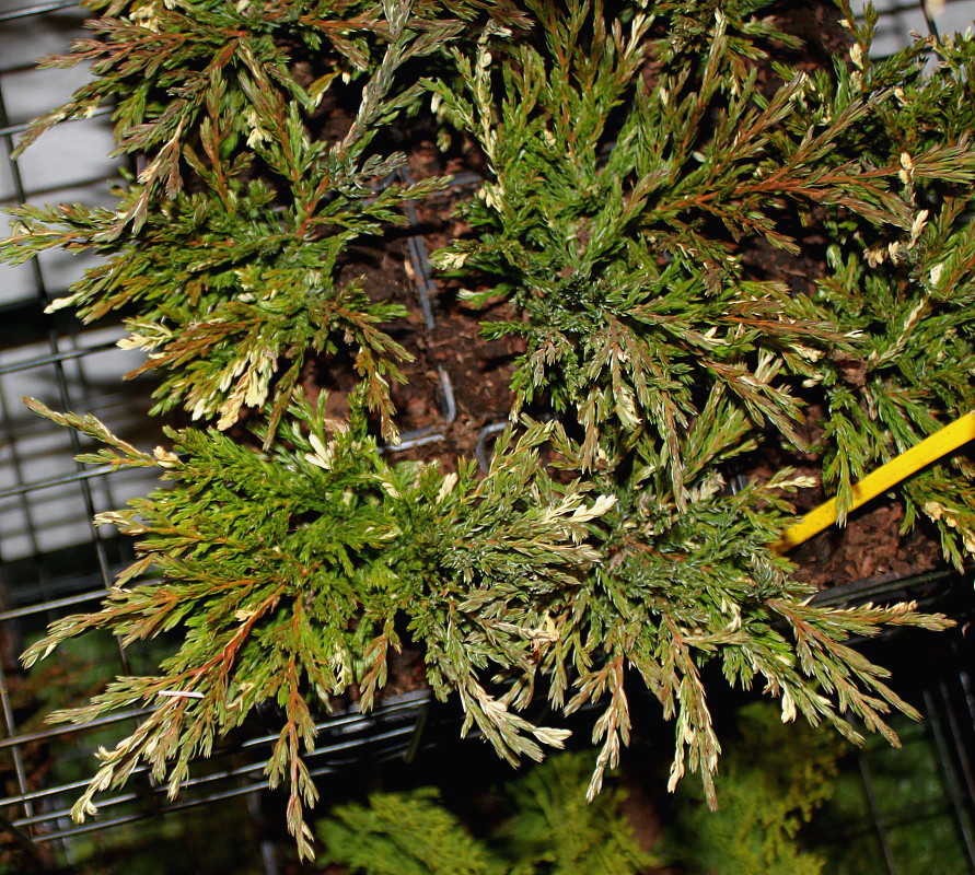 Image of Juniperus horizontalis specimen.