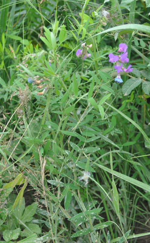 Image of Lathyrus pilosus specimen.