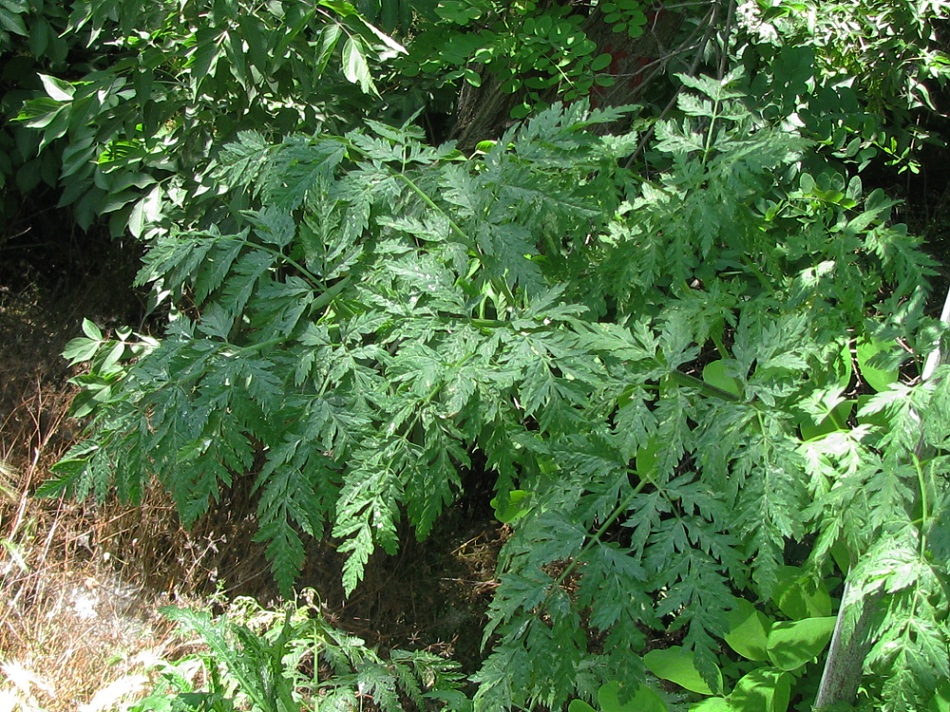 Image of Conium maculatum specimen.