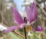 Erythronium sibiricum. Цветок. Новосибирская обл., Искитимский р-н, окр. дер. Новососедово, ур. Бердские скалы. 15.05.2013.