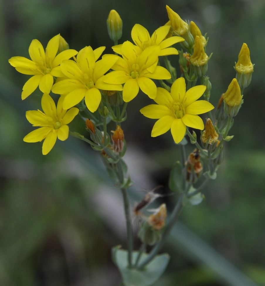 Image of Blackstonia perfoliata specimen.