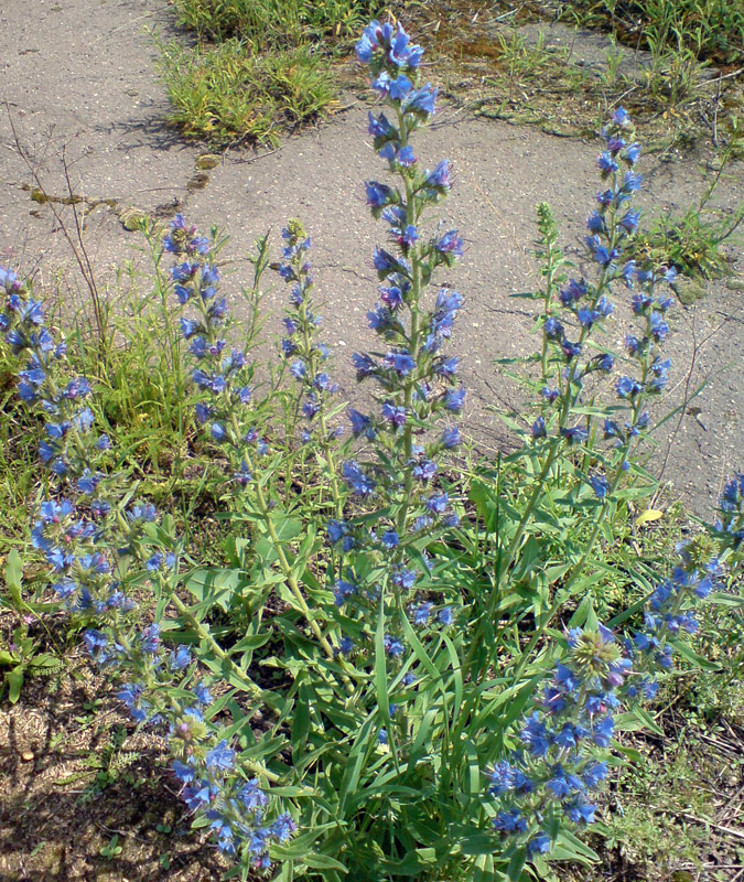 Image of Echium vulgare specimen.