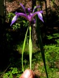 Iris ruthenica