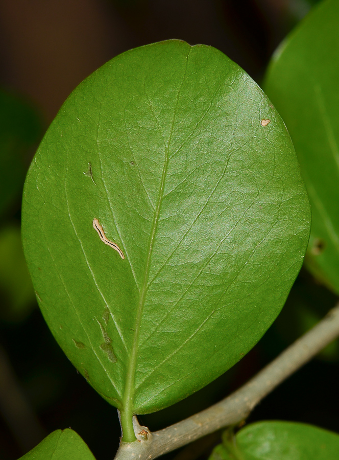 Image of Dovyalis caffra specimen.