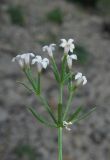 Asperula cretacea