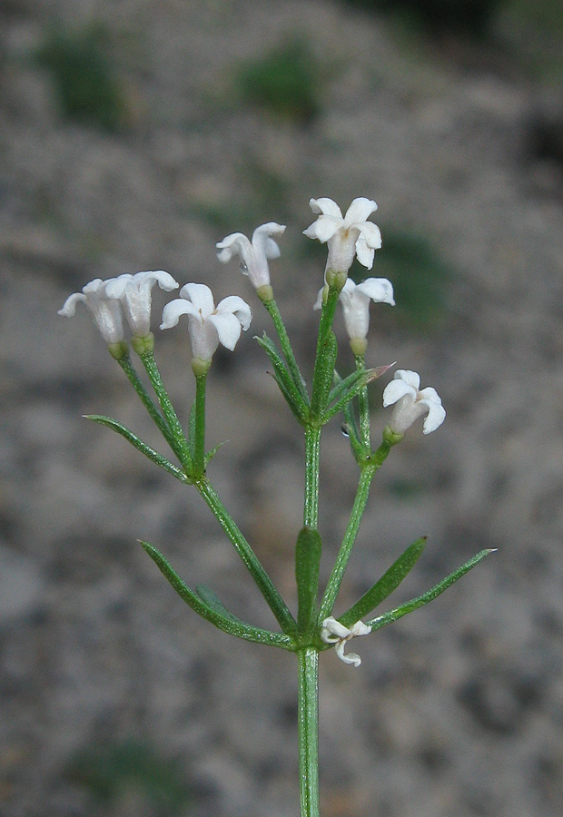 Изображение особи Asperula cretacea.