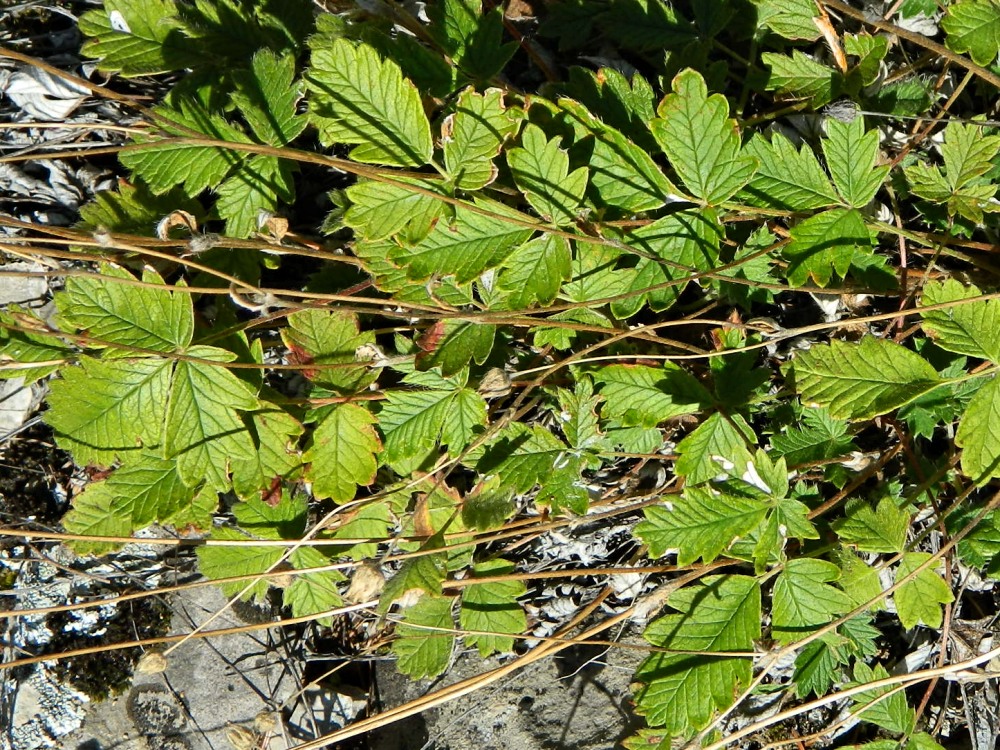 Изображение особи Potentilla arenosa.