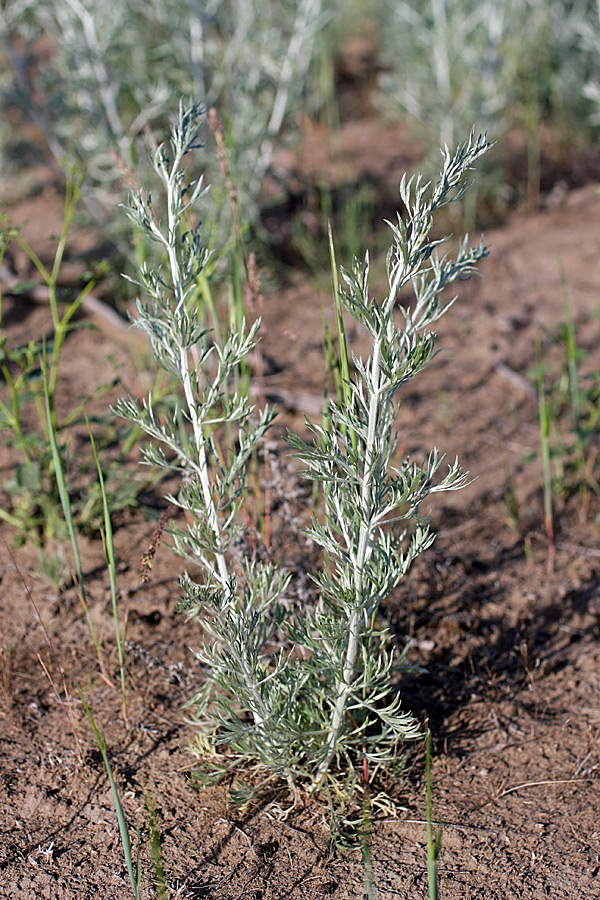 Изображение особи род Artemisia.