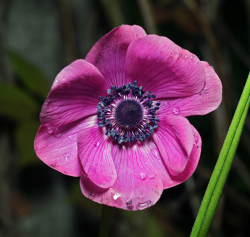 Image of Anemone coronaria specimen.