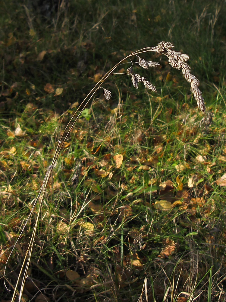 Image of Dactylis glomerata specimen.