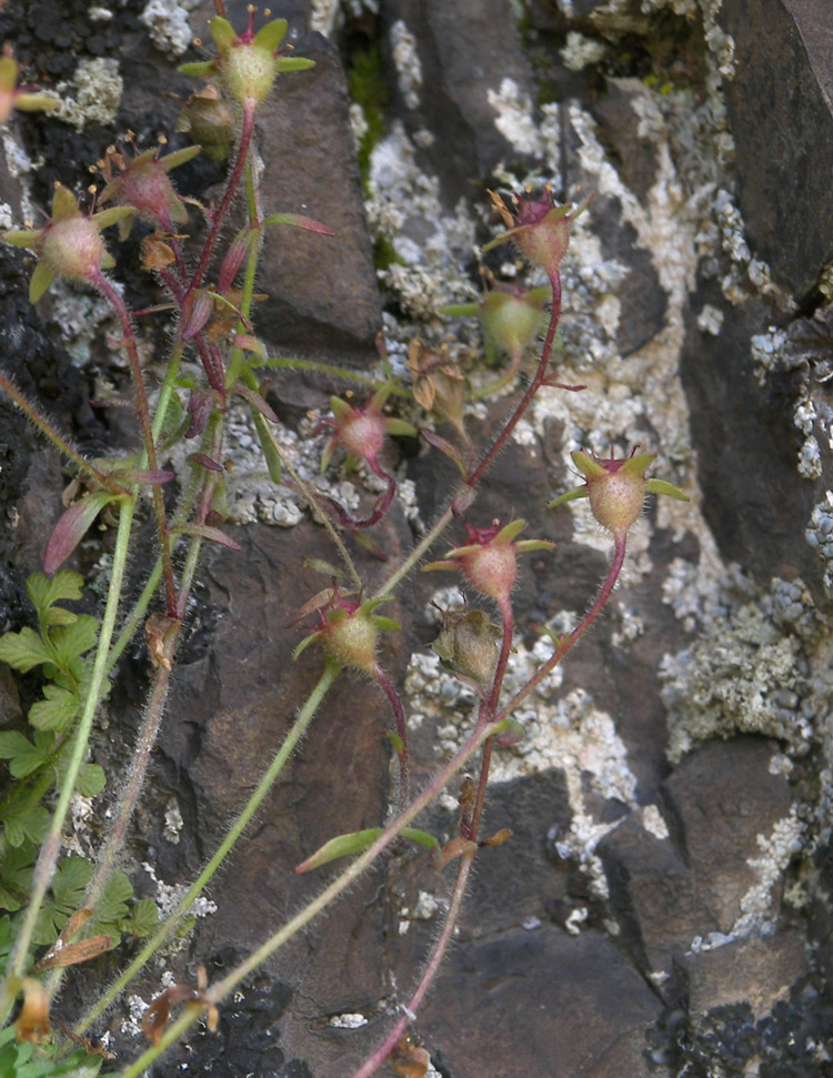 Изображение особи Saxifraga verticillata.