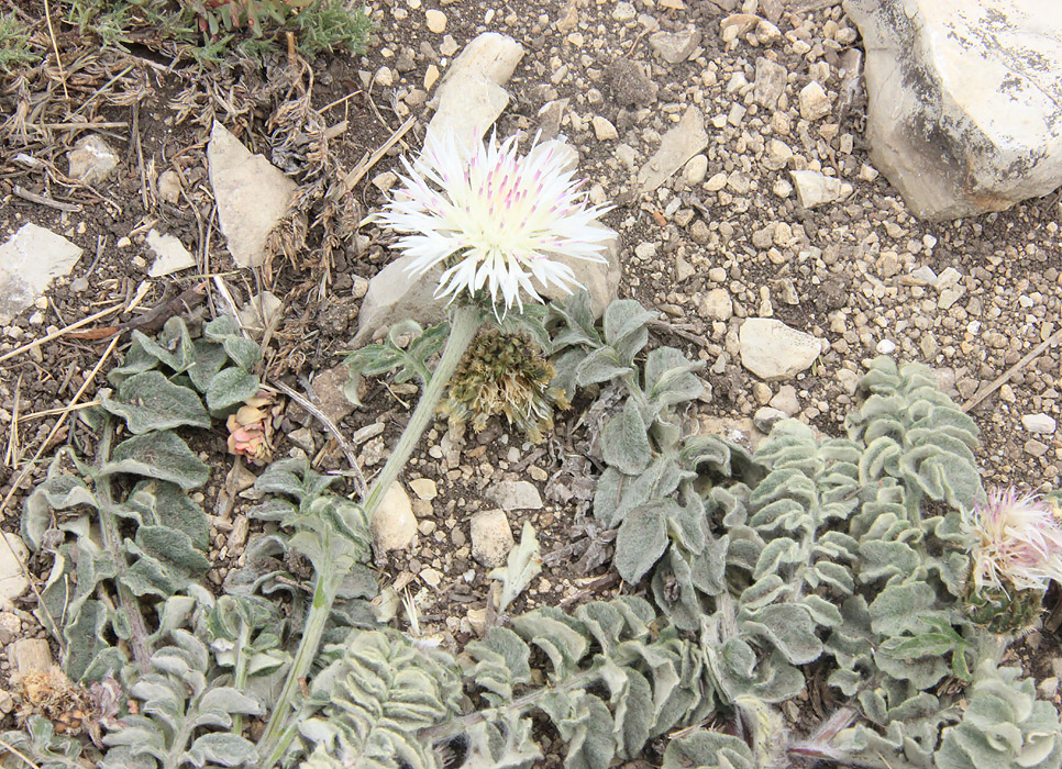 Image of Psephellus declinatus var. albus specimen.