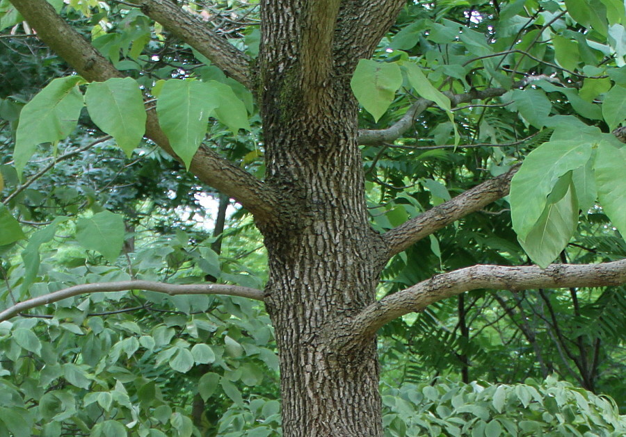 Image of Magnolia acuminata specimen.