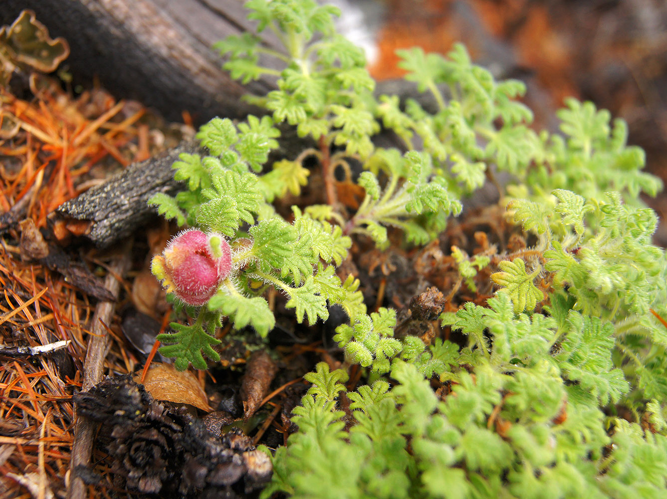 Image of Dracocephalum palmatum specimen.