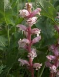 Orobanche alba