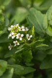 Nasturtium officinale