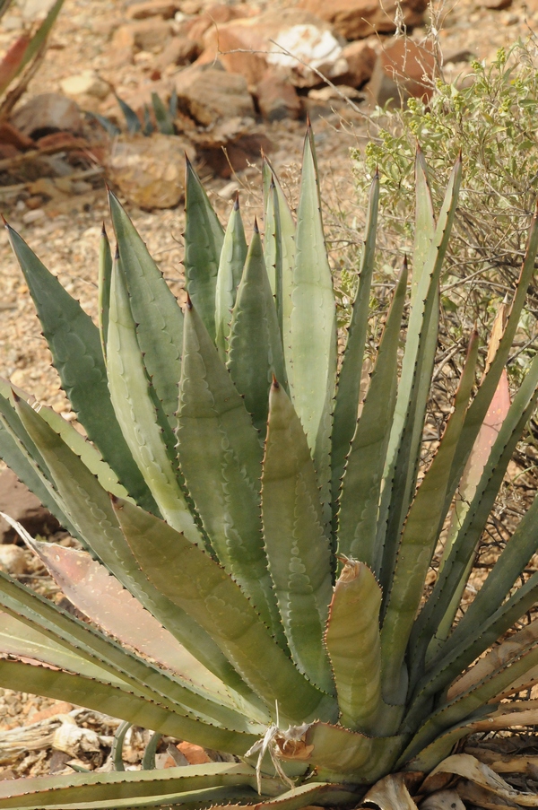 Image of Agave murpheyi specimen.