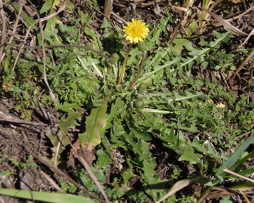 Изображение особи род Taraxacum.