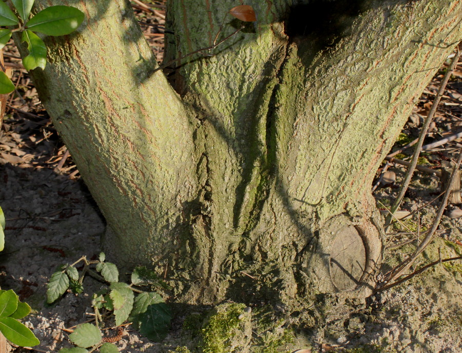 Image of Quercus phillyreoides specimen.