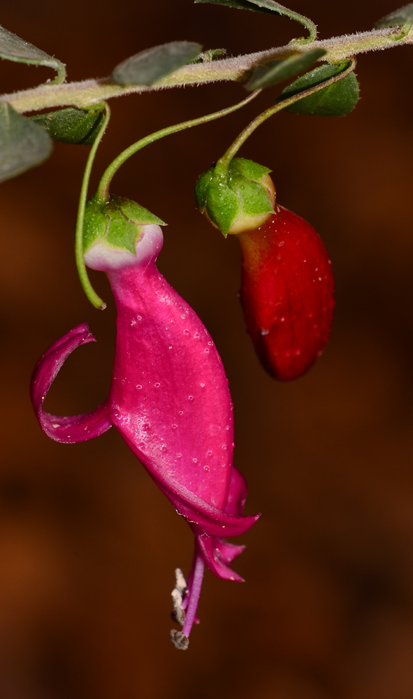 Image of Eremophila laanii specimen.