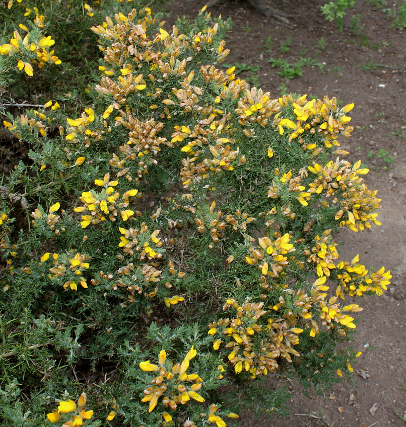 Image of Ulex europaeus specimen.