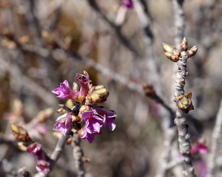 Image of Daphne mezereum specimen.