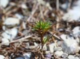 Minuartia wiesneri