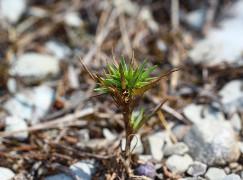 Image of Minuartia wiesneri specimen.