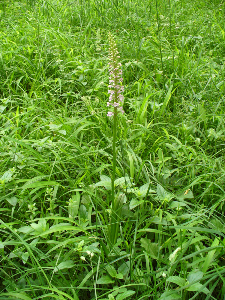 Image of Gymnadenia conopsea specimen.