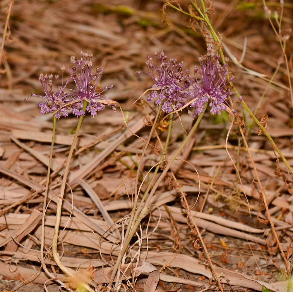 Image of Allium daninianum specimen.