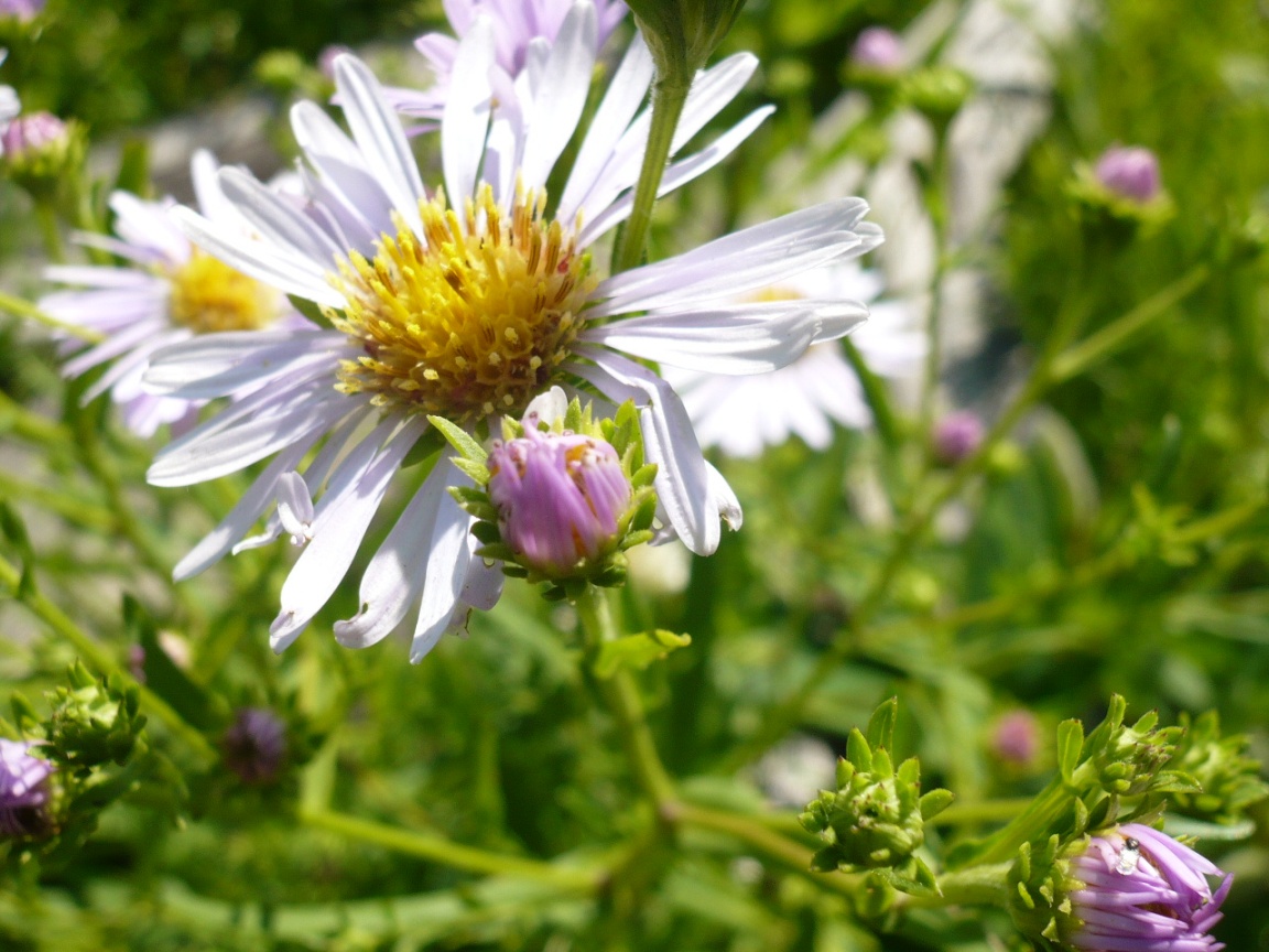 Image of Symphyotrichum novi-belgii specimen.