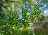 Larix sibirica