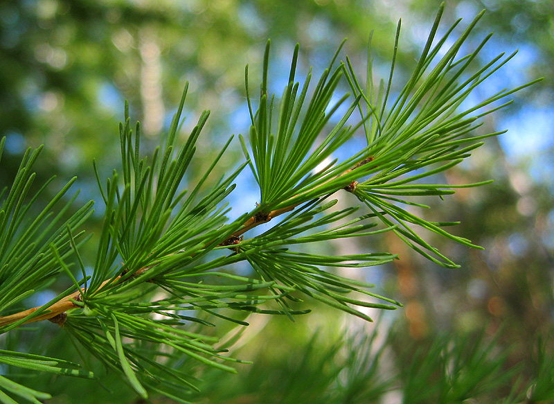 Image of Larix sibirica specimen.