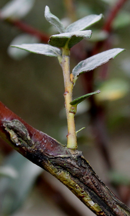 Image of genus Salix specimen.