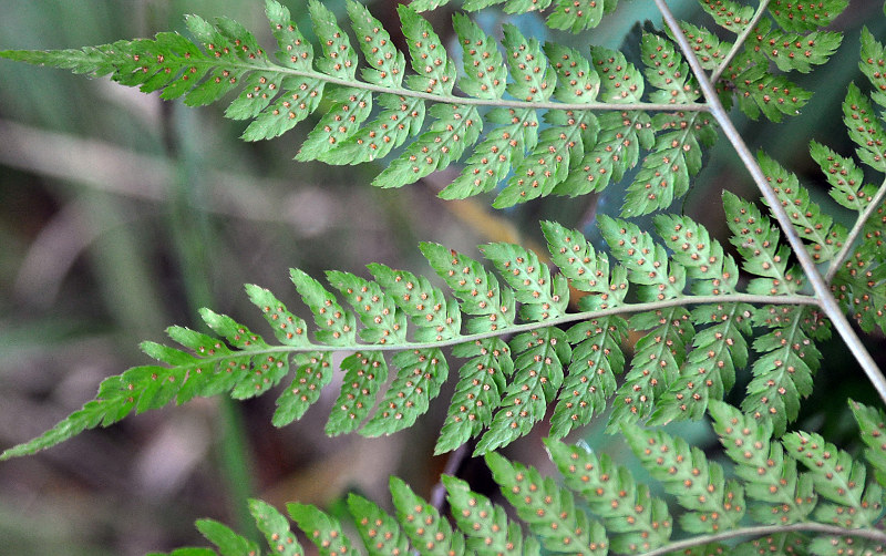 Изображение особи Dryopteris expansa.