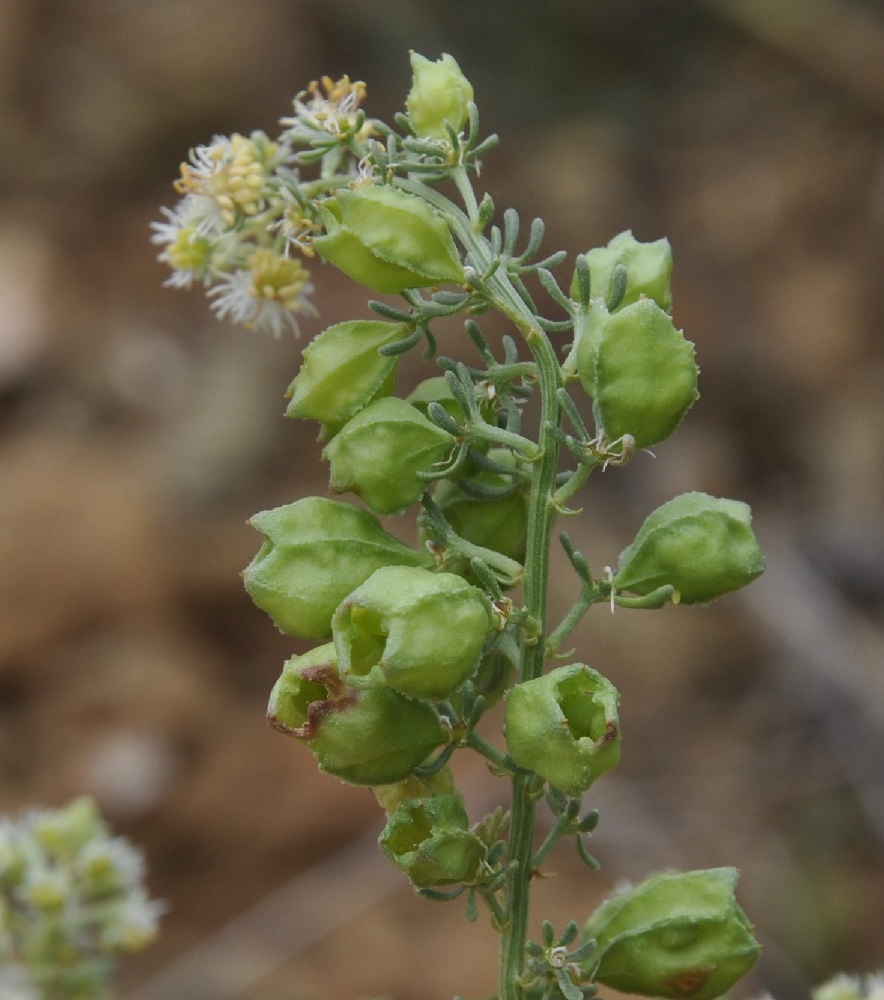 Image of genus Reseda specimen.