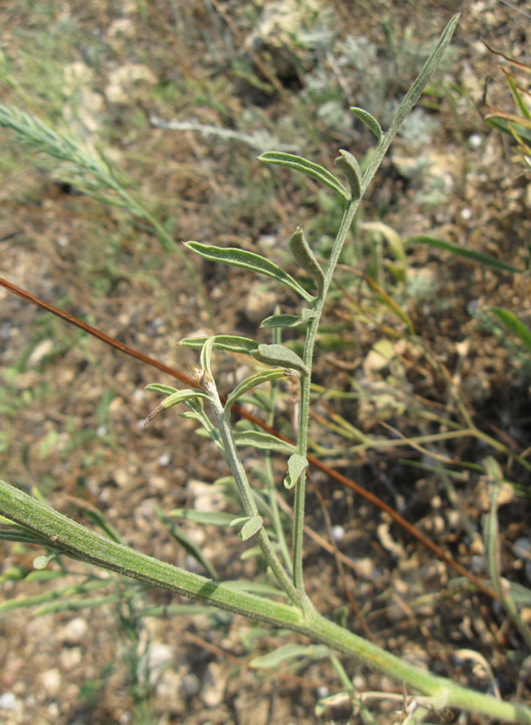 Image of Centaurea salonitana specimen.