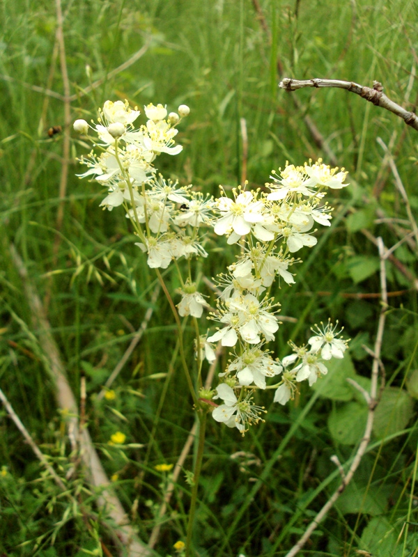 Image of Filipendula vulgaris specimen.